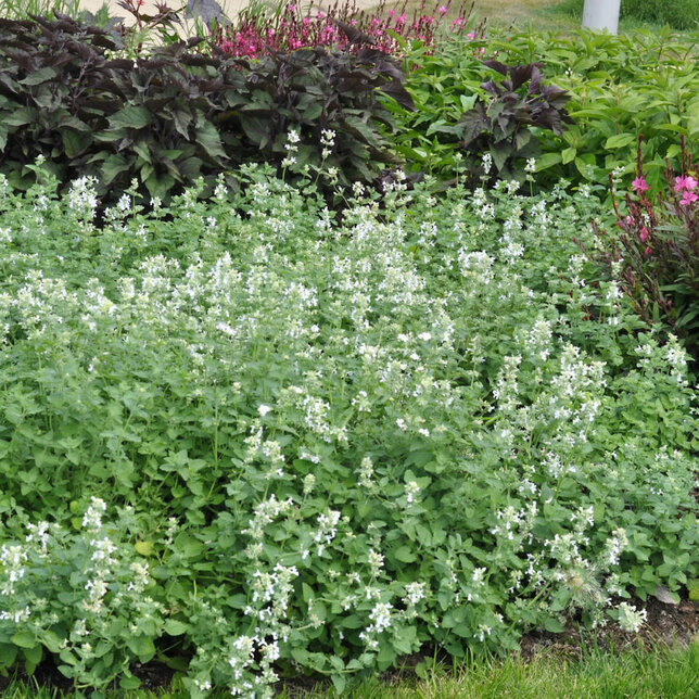 Nepeta 'snowflake' - kocúrnik - Nepeta 'Snowflake' 