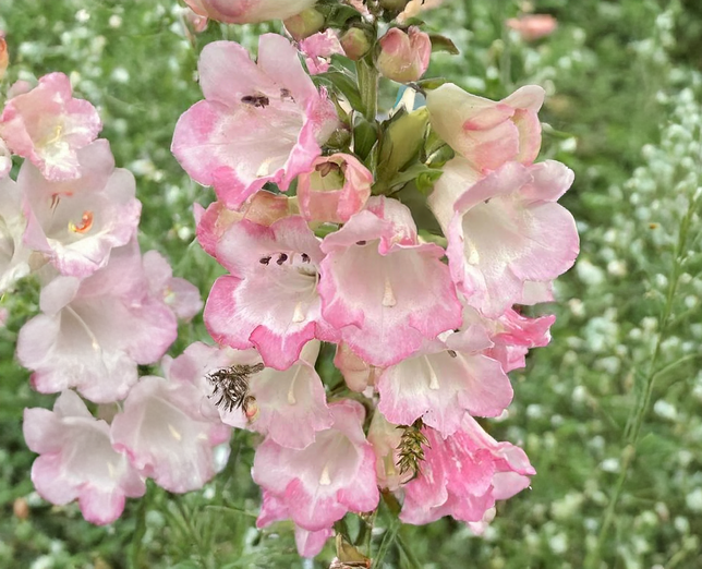 Penstemon 'apple blossom' - dráčik - Penstemon 'Apple Blossom' - dráčik 1