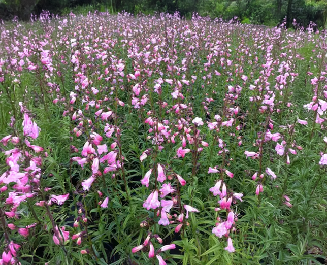 Penstemon 'apple blossom' - dráčik - Penstemon 'Apple Blossom' - dráčik 2
