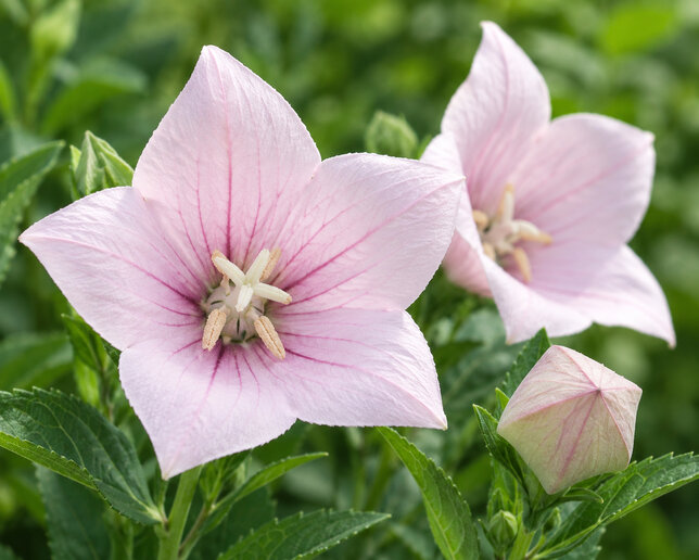 Platycodon 'astra pink' - balónovec - Platycodon 'Astra Pink' detail kvetu 