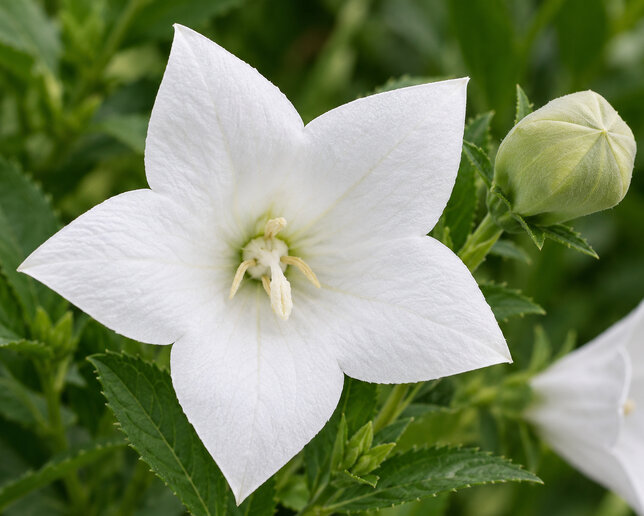 Platycodon 'astra white' - balónovec - Platycodon 'Astra White'  detail kvetu 