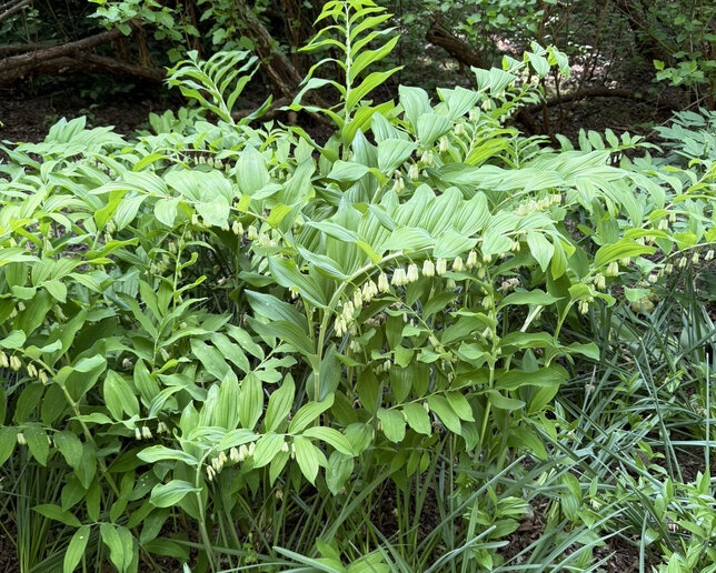 Polygonatum multiflorum - kokorík - Polygonatum multiflorum
