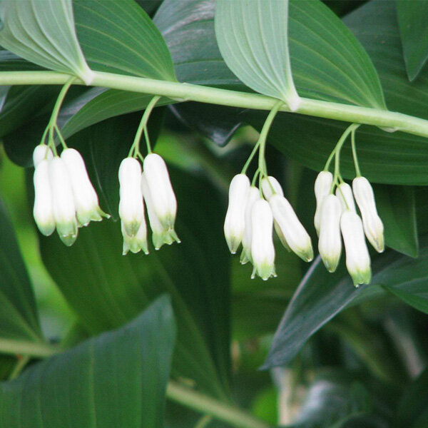 Polygonatum multiflorum - kokorík - _Polygonatum_multiflorum_1