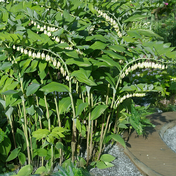 Polygonatum multiflorum - kokorík - _Polygonatum_multiflorum_3