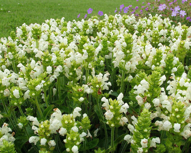 Prunella 'alba' - černohlávok - Prunella 'Alba' 