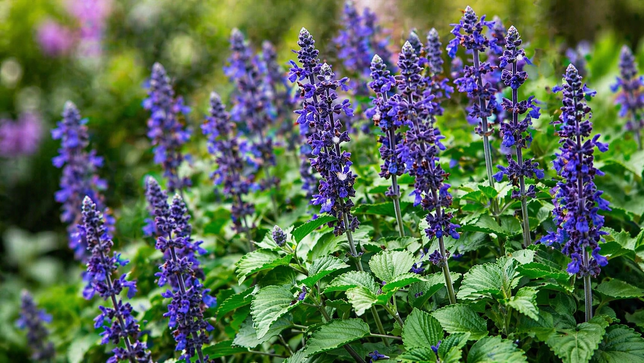 Salvia 'big blue bicolour' - šalvia - Salvia 'Big Blue Bicolour' - šalvia 1