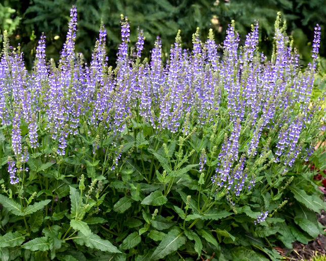 Salvia 'fashionista azure snow' - šalvia - Salvia 'Fashionista Azure Snow'