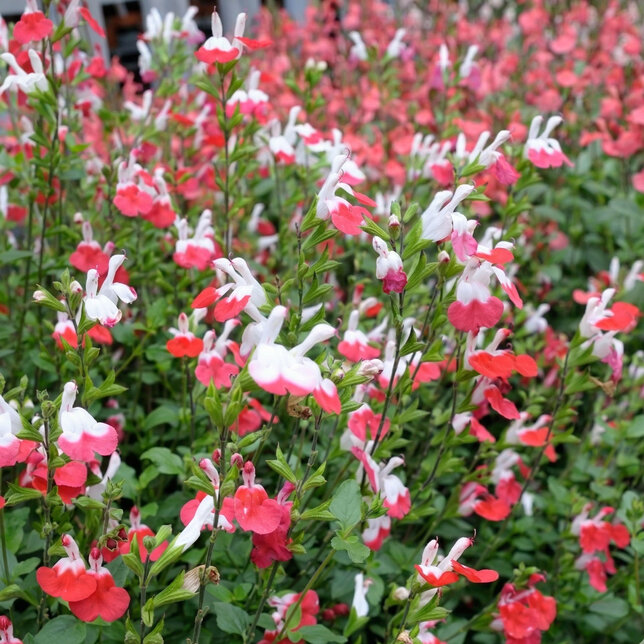 Salvia 'hot lips' - šalvia - Salvia 'Hot Lips'