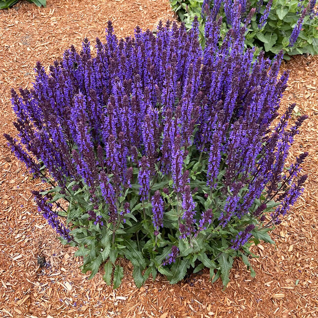 Salvia 'noche'- šalvia - Salvi_Noche