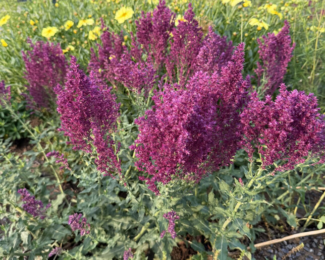 Salvia 'schwellenburg' - šalvia - Salvia 'Schwellenburg'