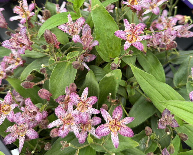 Tricyrtis 'sinonome' - ľaliovka k1l - Tricyrtis 'Sinonome'