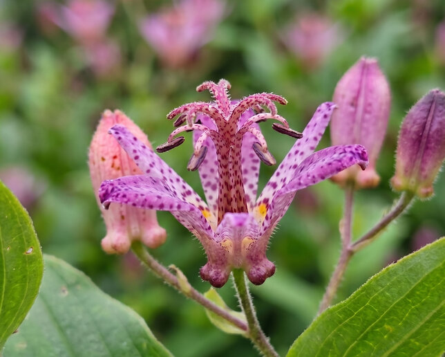 Tricyrtis 'taiwan adbane' - ľaliovka k1l - Tricyrtis 'Taiwan Adbane' 