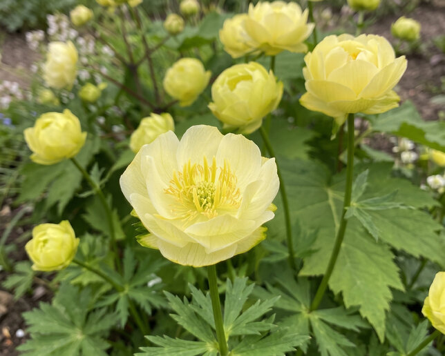 Trollius 'fullmoon' - žltohlav - Trollius 'FullMoon'
