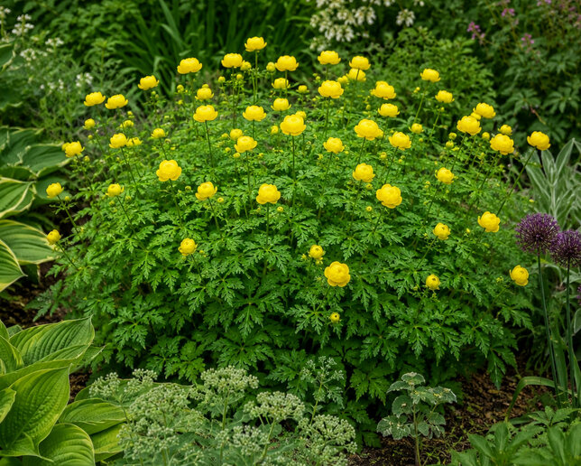 Trollius 'lemon queen' - žltohlav - Trollius 'Lemon Queen' 