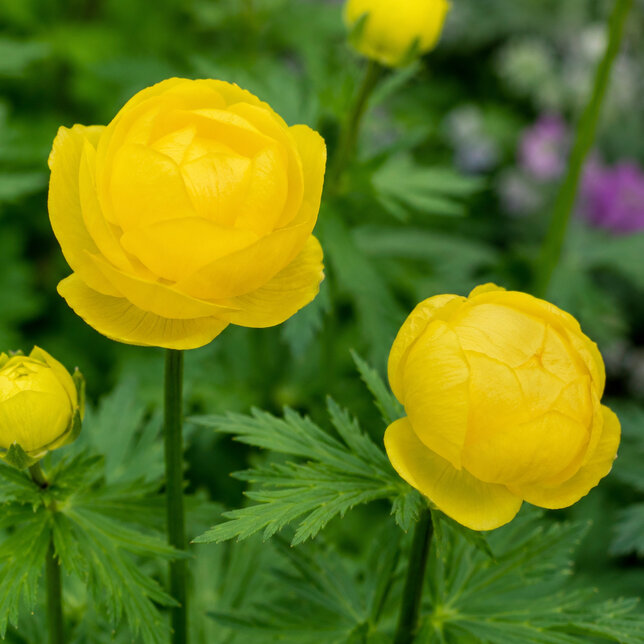 Trollius 'lemon queen' - žltohlav - Trollius 'Lemon Queen'  1