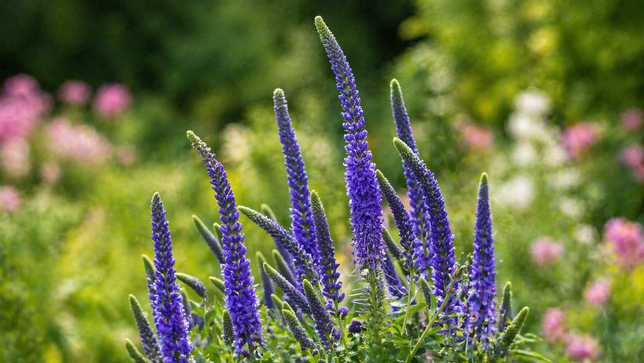 Veronica 'anniversary blue' - veronika - Veronica 'Anniversary Blue' - veronika 2