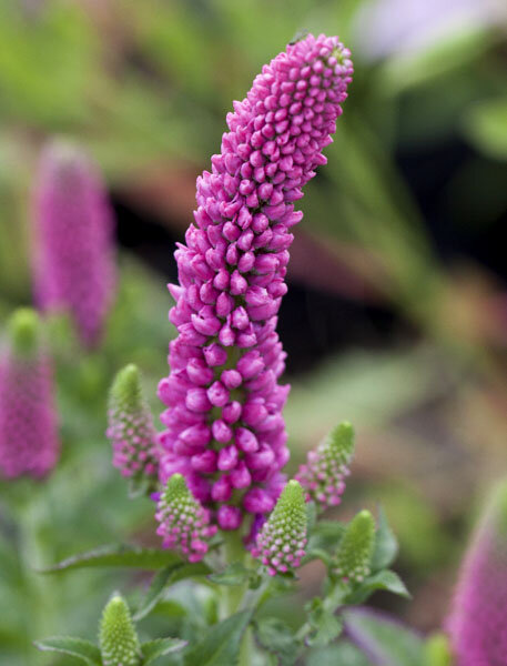 Veronica 'first love' - veronika - 9250783 Veronica 'First Love' 01