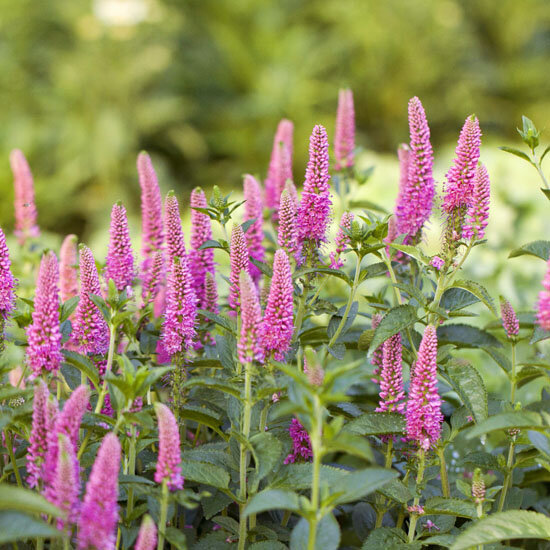 Veronica 'first love' - veronika - 9250783 Veronica 'First Love' 02