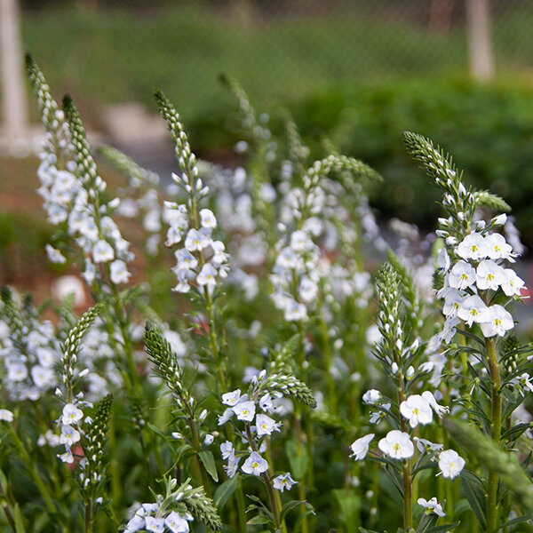 Veronica gentianoides - veronika - 9250604 Veronica gentianoides 05
