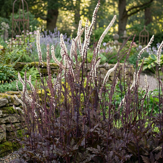 Actaea 'pink spike' - ploštičník - Actaea 'Pink Spike'