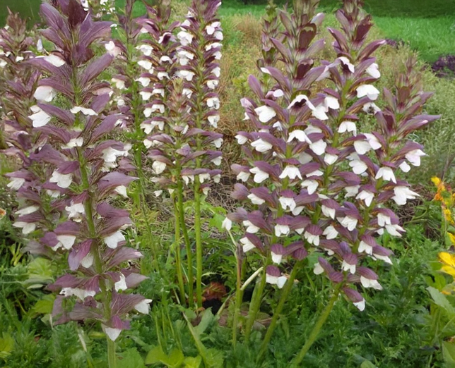 Acanthus 'white lips' - akant - Acanthus 'White Lips' - akant 2