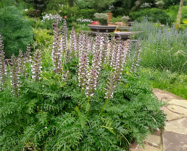 Acanthus 'white lips' - akant - Acanthus 'White Lips' - akant 3