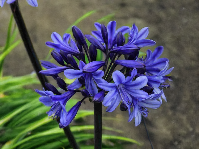 Agapanthus 'black arrow' - kalokvet - Agapanthus 'Black Arrow' - kalokvet 1