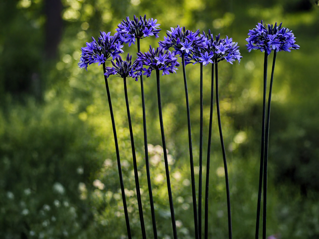 Agapanthus 'black arrow' - kalokvet - Agapanthus 'Black Arrow' - kalokvet 2