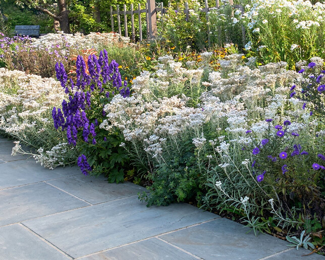 Anaphalis triplinervis - plesňulka - Anaphalis triplinervis