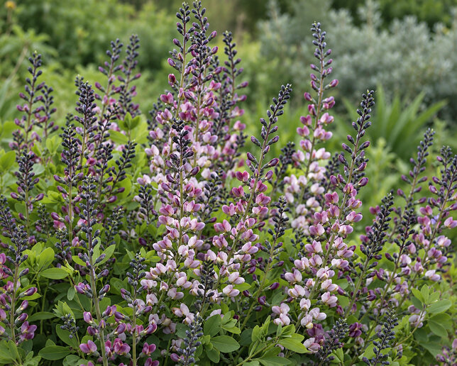 Baptisia 'pink truffles' - baptízia - Baptisia 'Pink Truffles' 