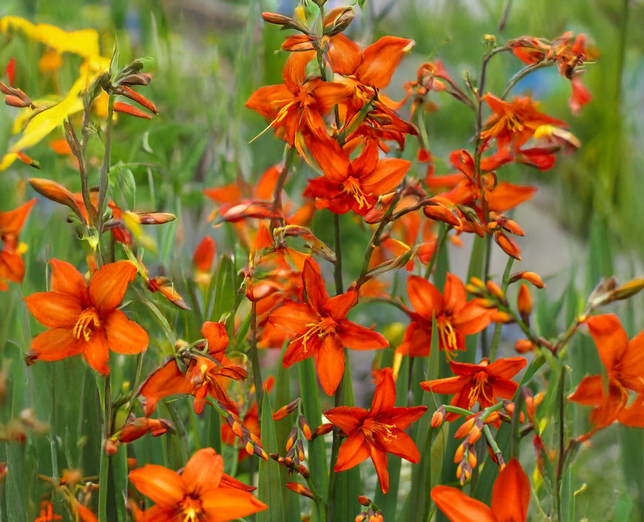 Crocosmia 'babylon' - montbrécia - Crocosmia 'Babylon' - montbrécia 1