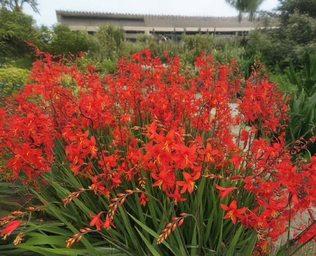 Crocosmia 'babylon' - montbrécia - Crocosmia 'Babylon' - montbrécia 2