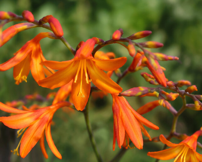 Crocosmia 'star of the east' - montbrécia - Crocosmia 'Star of the East' 