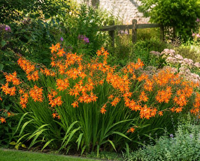 Crocosmia 'star of the east' - montbrécia - Crocosmia 'Star of the East' 1