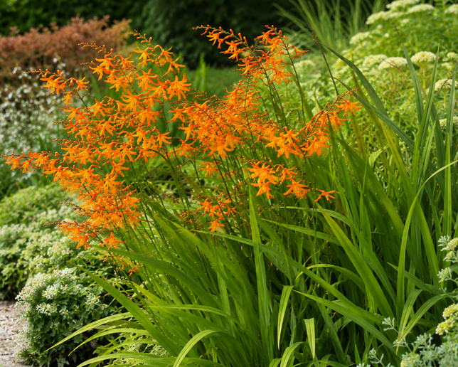 Crocosmia 'star of the east' - montbrécia - Crocosmia 'Star of the East'  1