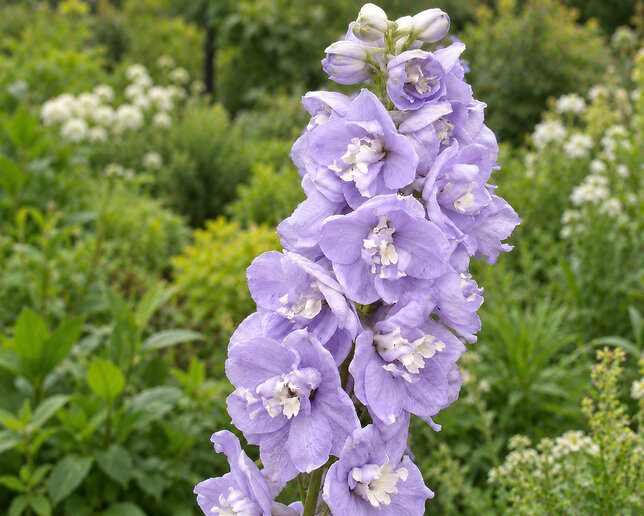 Delphinium 'guinevere' - stračonôžka - Delphinium 'Guinevere' 1