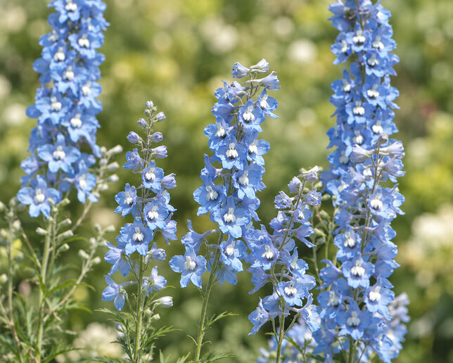Delphinium 'summer skies' -stračonôžka - Delphinium 'Summer Skies'
