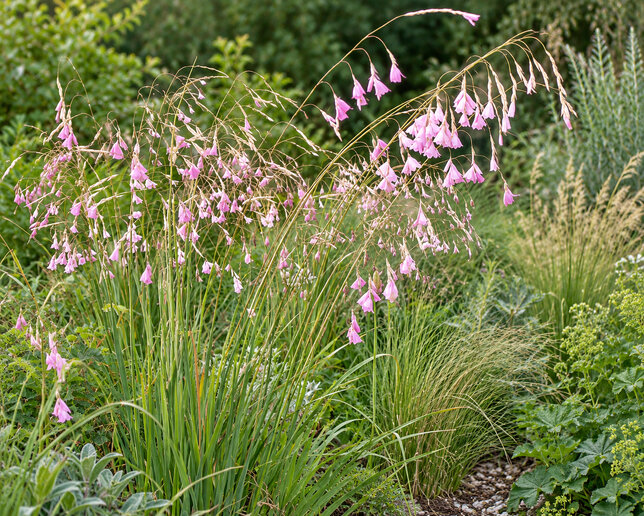 Dierama pulcherrimum - dierama - Dierama pulcherrimum 