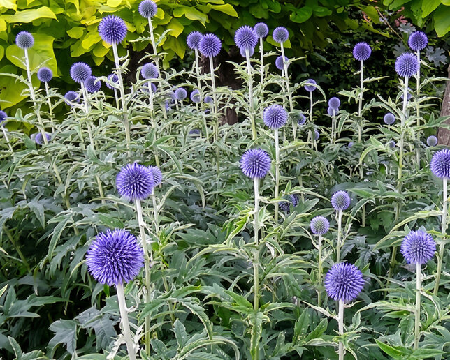 Echinops 'taplow blue' - ježibaba - Echinops 'Taplow Blue'
