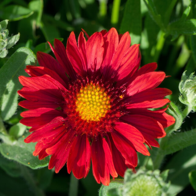 Gaillardia 'burgunder' - kokarda - Gaillardia 'Burgunder' 