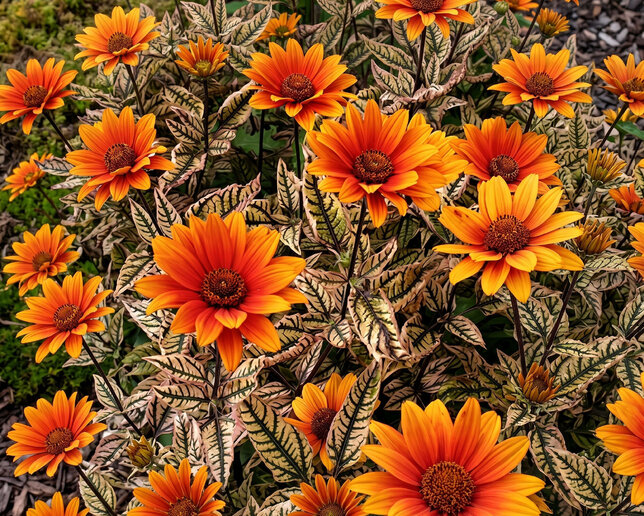 Heliopsis 'orange marble' - Heliopsis 'Orange Marble'