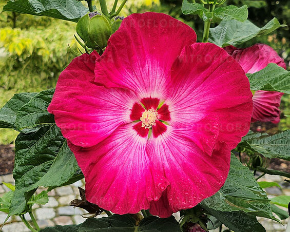 Hibiscus 'red jake' - ibištek k1l - Hibiscus 'Red Jake'