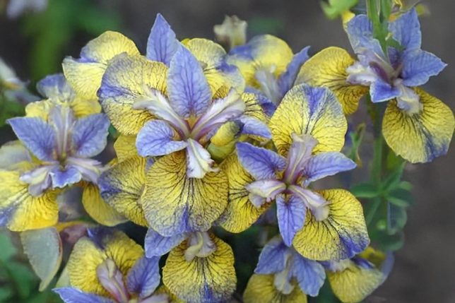 Iris s. 'tipped in blue' - kosatec - iris_