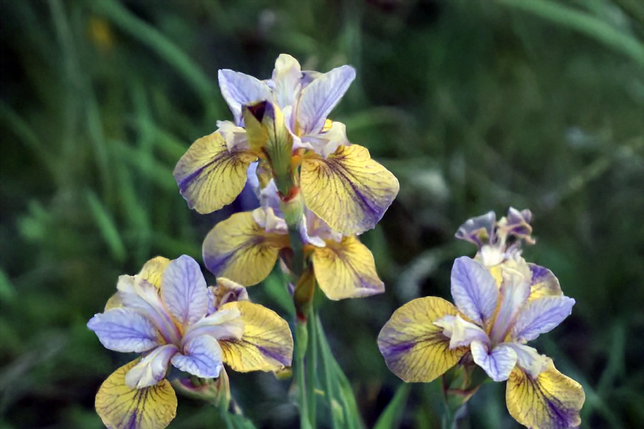 Iris s. 'tipped in blue' - kosatec - iris 2