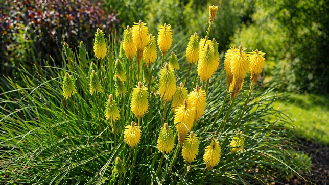 Kniphofia 'bees lemon' - fakľovka - Kniphofia 'Bees Lemon' - fakľovka 2