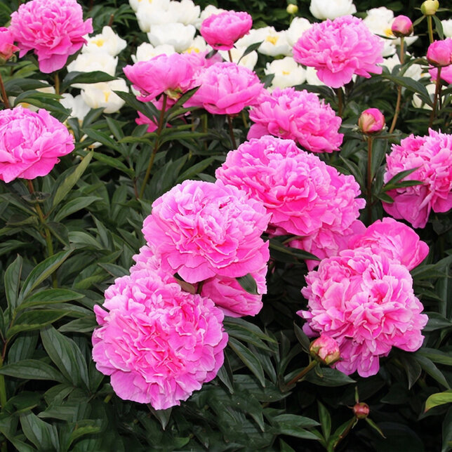 Paeonia 'alexander fleming' - pivonka k2l - Paeonia 'Alexander Fleming'