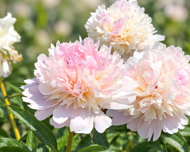Paeonia 'allertie' - pivonka vk - Paeonia 'Allertie'