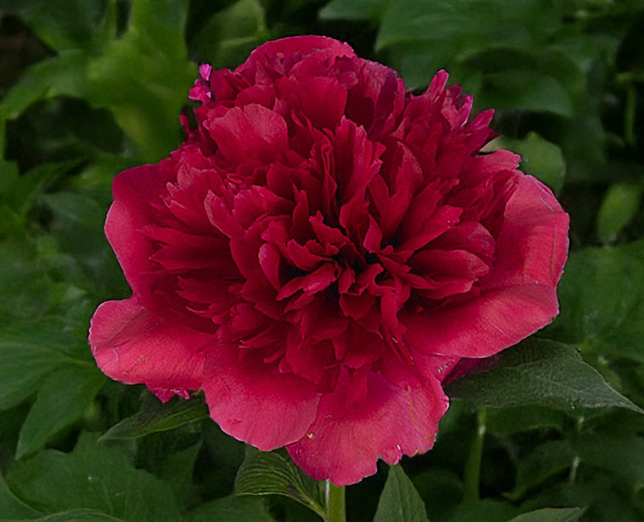 Paeonia 'command performance' - pivonka 2l - Paeonia 'Command Performance' 1