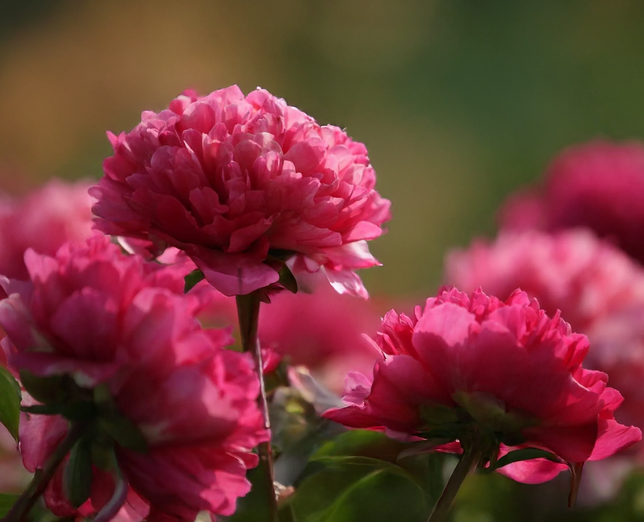 Paeonia 'command performance' - pivonka 2l - Paeonia 'Command Performance' 2