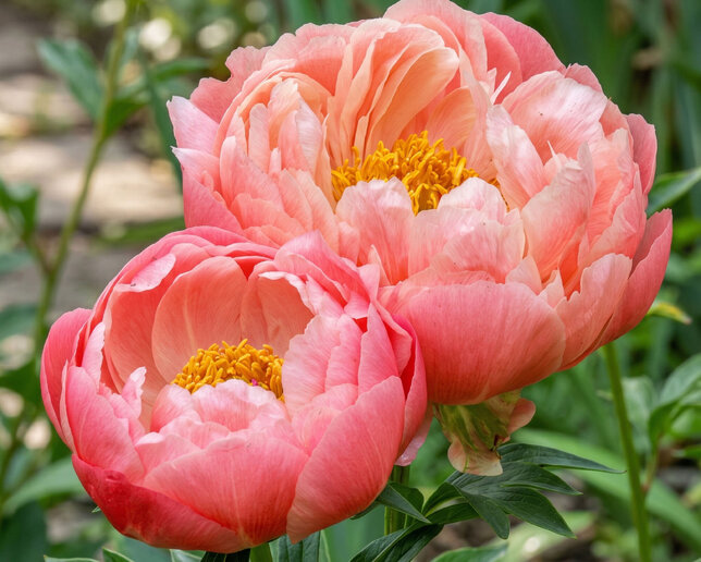 Paeonia 'coral charm' - pivonka k2l - Paeonia 'Coral Charm'